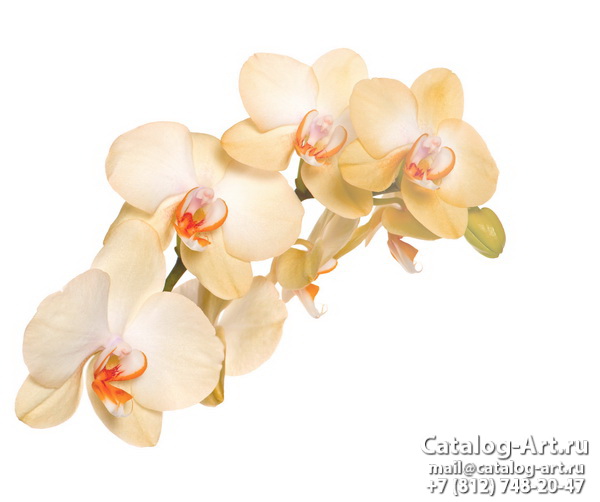White orchids 5